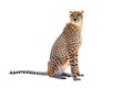 Cheetah sitting Royalty Free Stock Photo