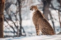 Cheetah sitting on a snowy hill Royalty Free Stock Photo