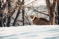 Cheetah sitting on a snowy hill Royalty Free Stock Photo