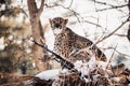 Cheetah sitting on a snowy hill Royalty Free Stock Photo