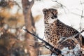 Cheetah sitting on a snowy hill Royalty Free Stock Photo