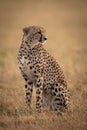 Cheetah sitting in sunlit savannah facing right Royalty Free Stock Photo