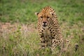 Cheetah sitting in tall grass looking down Royalty Free Stock Photo