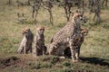 Cheetah sitting with three cubs near trees Royalty Free Stock Photo