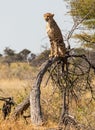 Cheetah sitting on a tree