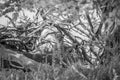 Cheetah sitting under a tree in black and white. Royalty Free Stock Photo