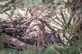 Cheetah sitting under a tree. Royalty Free Stock Photo