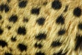 Cheetah skin