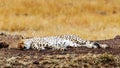 Cheetah Sleeping in Africa Royalty Free Stock Photo