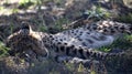 Cheetah sleeping in the African savannah of South Africa, this is the fastest and most agile carnivorous animal of the savannah,