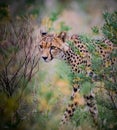 Cheetah slinks through bushes in the wilds of Africa Royalty Free Stock Photo