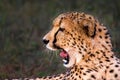 Cheetah snarling 3