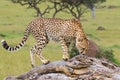 Cheetah, Sniffing Scents, Masai Mara Royalty Free Stock Photo