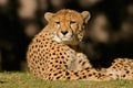 Cheetah, South Africa Royalty Free Stock Photo