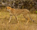 Cheetah south africa Royalty Free Stock Photo