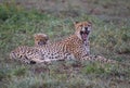 Cheetah / South Africa.