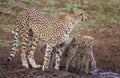 Cheetah / South Africa.