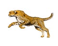 Cheetah from a splash of watercolor, colored drawing, realistic Royalty Free Stock Photo