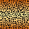 Cheetah spots