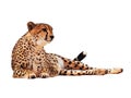Cheetah spotted isolated at white