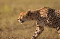 Cheetah stalk Royalty Free Stock Photo