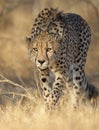 Cheetah stalking Royalty Free Stock Photo