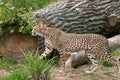 Cheetah Stalking Alert in Grass Royalty Free Stock Photo