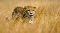 A cheetah stalking a gazelle through tall grass Royalty Free Stock Photo