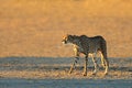 A cheetah stalking in natural habitat, Kalahari desert, South Africa