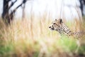 cheetah stalking prey in bushland Royalty Free Stock Photo