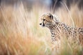 cheetah stalking prey in bushland Royalty Free Stock Photo