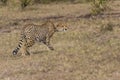 Cheetah Stalking Prey Royalty Free Stock Photo