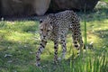 Cheetah stalking for prey Royalty Free Stock Photo