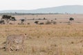 Cheetah stalking prey in Masai Mara Kenya Royalty Free Stock Photo