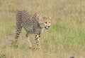 Cheetah stalking on a prey seen at Masai Mara, Kenya