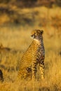 Cheetah standing in Africa