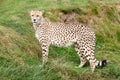 Cheetah Standing Against Grassy Bank