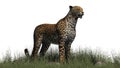 Cheetah standing on a grass area Royalty Free Stock Photo