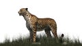 Cheetah standing on a grass area Royalty Free Stock Photo