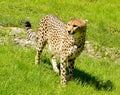 Cheetah Standing in the grass