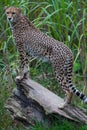 Cheetah standing on a log