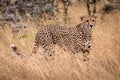 Cheetah standing in long grass in savannah Royalty Free Stock Photo