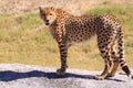 Cheetah standing on a rock Royalty Free Stock Photo