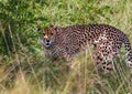 A Cheetah is standing in the savannah grass near a major road through the Caprivi-Strip in Namibia