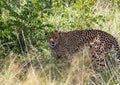 A Cheetah is standing in the savannah grass near a major road through the Caprivi-Strip in Namibia