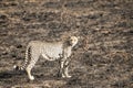 Cheetah standing and staring