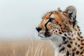 Cheetah Standing in Tall Grass Royalty Free Stock Photo