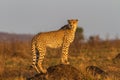 Cheetah Standing on Termite Mound Royalty Free Stock Photo