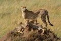 Cheetah standing on termite mound with family Royalty Free Stock Photo