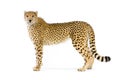 Cheetah standing up Royalty Free Stock Photo